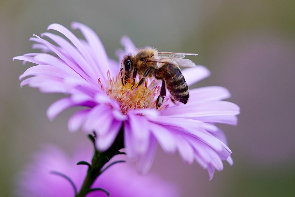bee-5618012_960_720