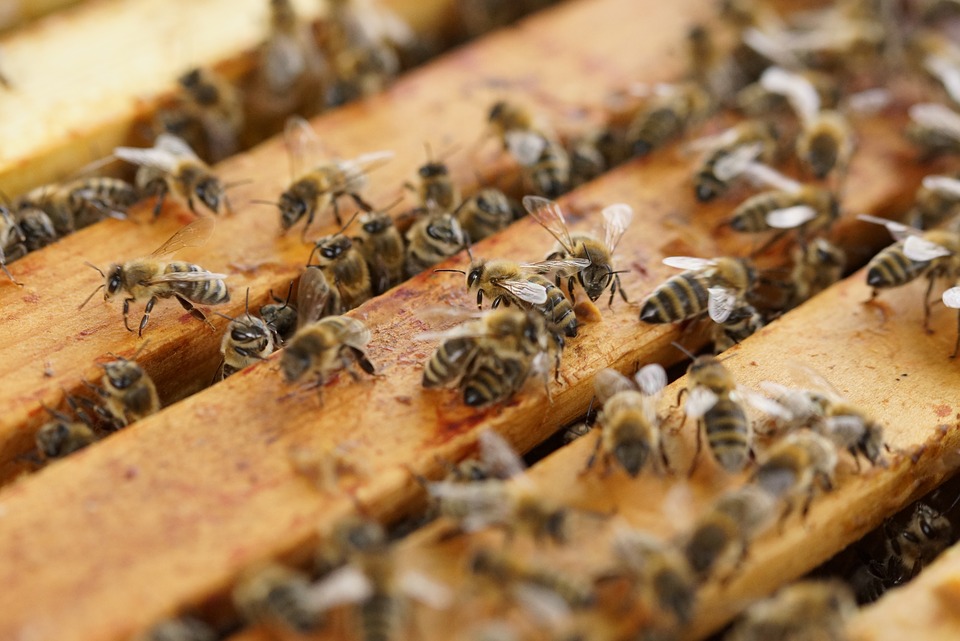beehive-1143380_960_720