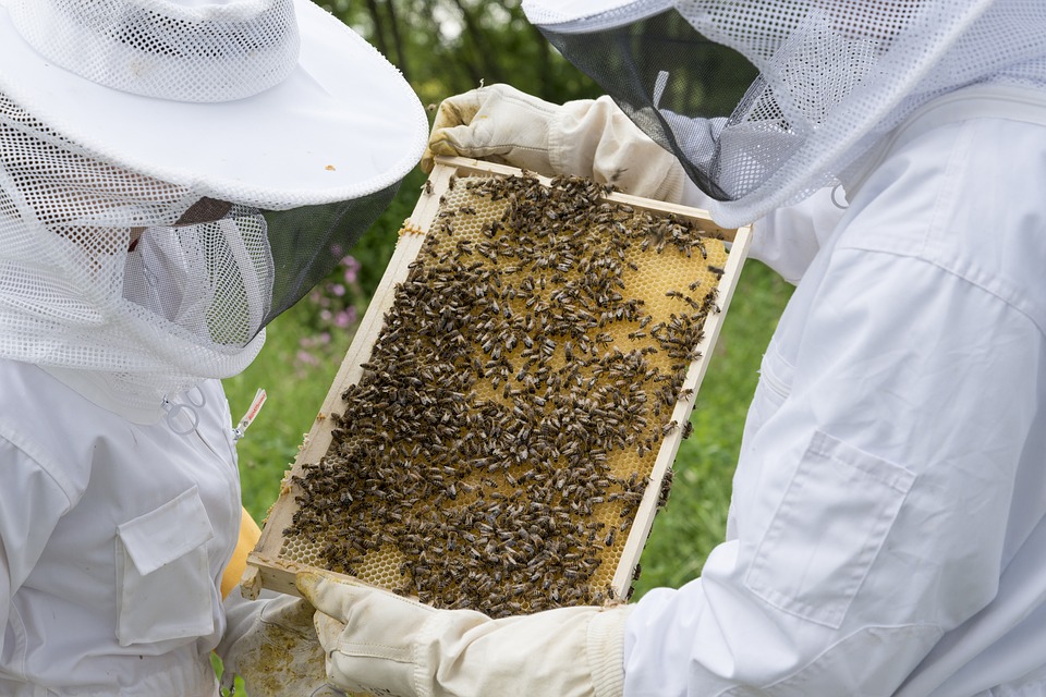 beekeeper-2650664_960_720