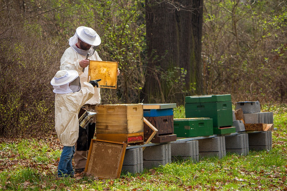 beekeeper-4426003_960_720