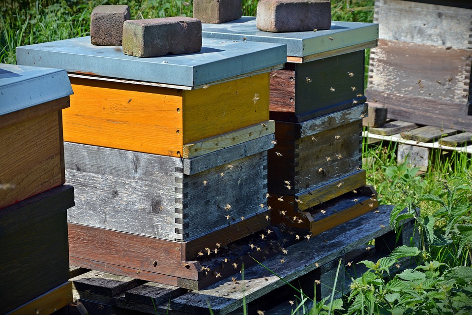 bees-1578726_960_720