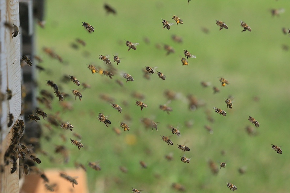 bees-1975820_960_720