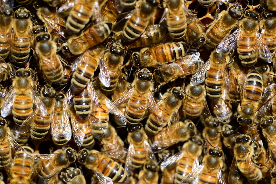 bees-292132_960_720