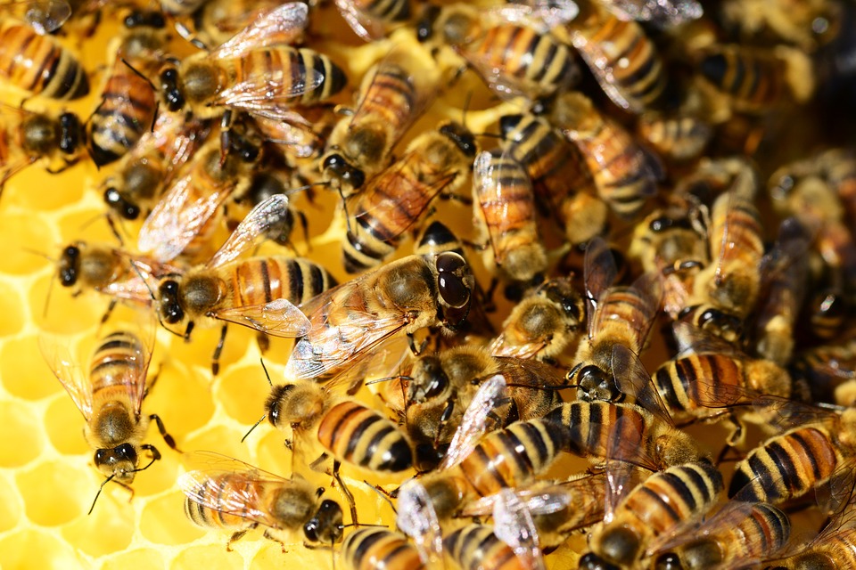 honey-bees-326336_960_720